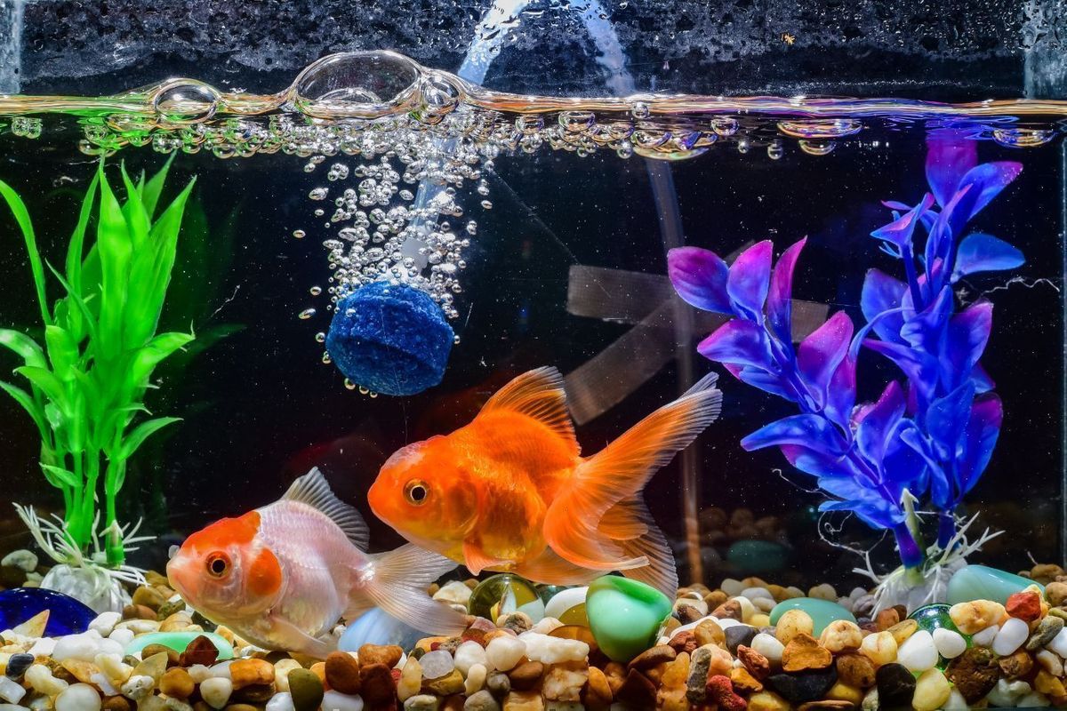 Feng shui hotsell fish tank